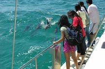 Dolphin Watch + Sailing - Port Stephens