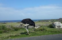 Full Day Cape Peninsula Tour in Private Car 