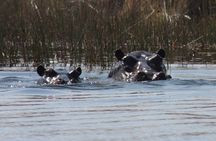 chobe 3hr sunset boat cruise