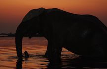 chobe 3hr sunset boat cruise