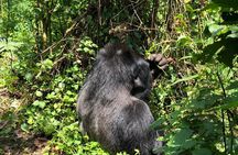 4 Day Uganda Gorilla Trekking Safari with Lake Bunyonyi
