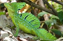 Cahuita National Park Hiking