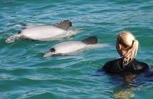 Swimming with Wild Dolphins in Akaroa