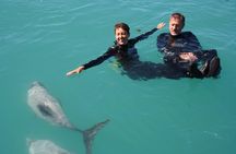 Swimming with Wild Dolphins in Akaroa