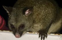 Wildlife Night Spotting at Cradle Mountain