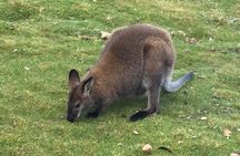 Cradle Mountain Wildlife Spotting after Dark