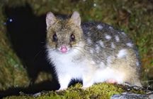 Cradle Mountain Wildlife Spotting after Dark