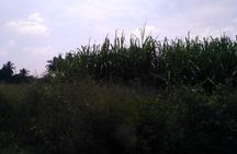 Srirangapatna & Mysore