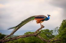 Udawalawe National Park Safari With Transfers From Colombo