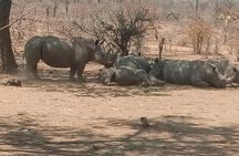 Short Rhino safari walk.