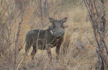 4 days Luxury Safari to Ngorongoro Crater & Serengeti National park 