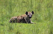 8 Days Uganda Primates Safari
