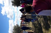 Visit olive grove centenary with oil tasting course