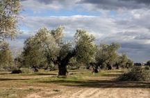 Visit olive grove centenary with oil tasting course