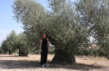 Visit olive grove centenary with oil tasting course
