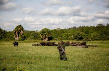 A Day Trip In Arusha National Park From Arusha Town