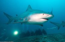 Bull Shark Dive in Playa del Carmen - 2-tanks / Only For Certified Divers