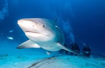 Bull Shark Dive in Playa del Carmen - 2-tanks / Only For Certified Divers