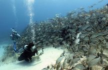 2-Tank Morning or Afternoon Dives in Playa del Carmen certified Divers Only