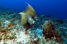 2-Tank Morning or Afternoon Dives in Playa del Carmen certified Divers Only
