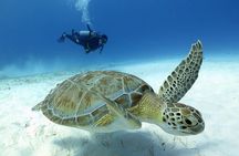 2-Tank Morning or Afternoon Dives in Playa del Carmen certified Divers Only