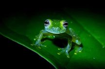 Frog Watching Jungle Night Walk