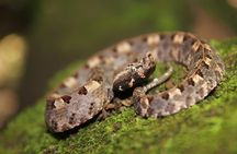 Frog Watching Jungle Night Walk