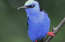 Early Bird Watching Tour