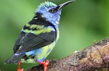 Early Bird Watching Tour