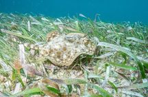 Cozumel Express 2-Tank Dives from Playa del Carmen/ Only for Certified Divers