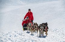 Dogsledding Tour from Girdwood + Helicopter