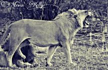 Kruger Lion Expedition with the Little Lionman Steve Kelly