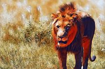 Kruger Lion Expedition with the Little Lionman Steve Kelly
