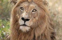 Kruger Lion Expedition with the Little Lionman Steve Kelly
