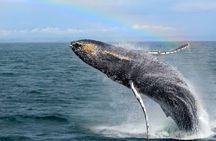 Whale Watching Tour
