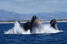 Whale Watching Tour