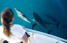 Half Day Dolphin & Wildlife Cruise - Tauranga