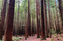 Blue Springs, Redwood Forest, Huka Falls Private tour