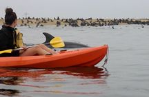 Kayaking and Sandwich Habour Guided Day Tour from Walvis Bay
