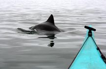 Kayaking and Sandwich Habour Guided Day Tour from Walvis Bay