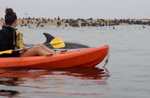 Kayaking and Sandwich Habour Guided Day Tour from Walvis Bay