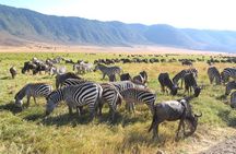 Serengeti Tour – 7Days/6 nights (4 stars accommodations)