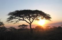 Serengeti Tour – 7Days/6 nights (4 stars accommodations)