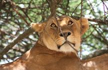 Serengeti Tour – 7Days/6 nights (4 stars accommodations)