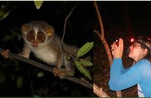 Night Hike to see Elusive & Rare Loris in Sigiriya
