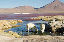Salar de Uyuni with Lodging - 2 full days - With Minor Lagoons