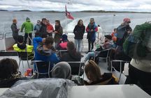 Whale watching-Magic Skjervoy