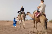 Camel Ride in Desert with Dune Bashing, BBQ Dinner and Belly Dance