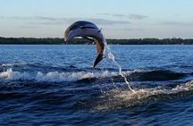 Alabama Gulf Coast Dolphin Cruise