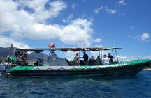 Whale Watching Experience